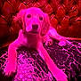 puppy, dog, golden_retriever, couch, patterned_cushion, red_leather, tufted, indoor, pet, animal, lying_down, pink_lighting, close_up, fur, paw, cute, young_dog, relaxed, portrait, vibrant