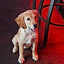 puppy, dog, golden_retriever, sitting, indoor, floor, metal_chair, red_light, shadow, pet, young_dog, fur, cute, animal, canine, looking, tongue_out, happy, ears, four_legs