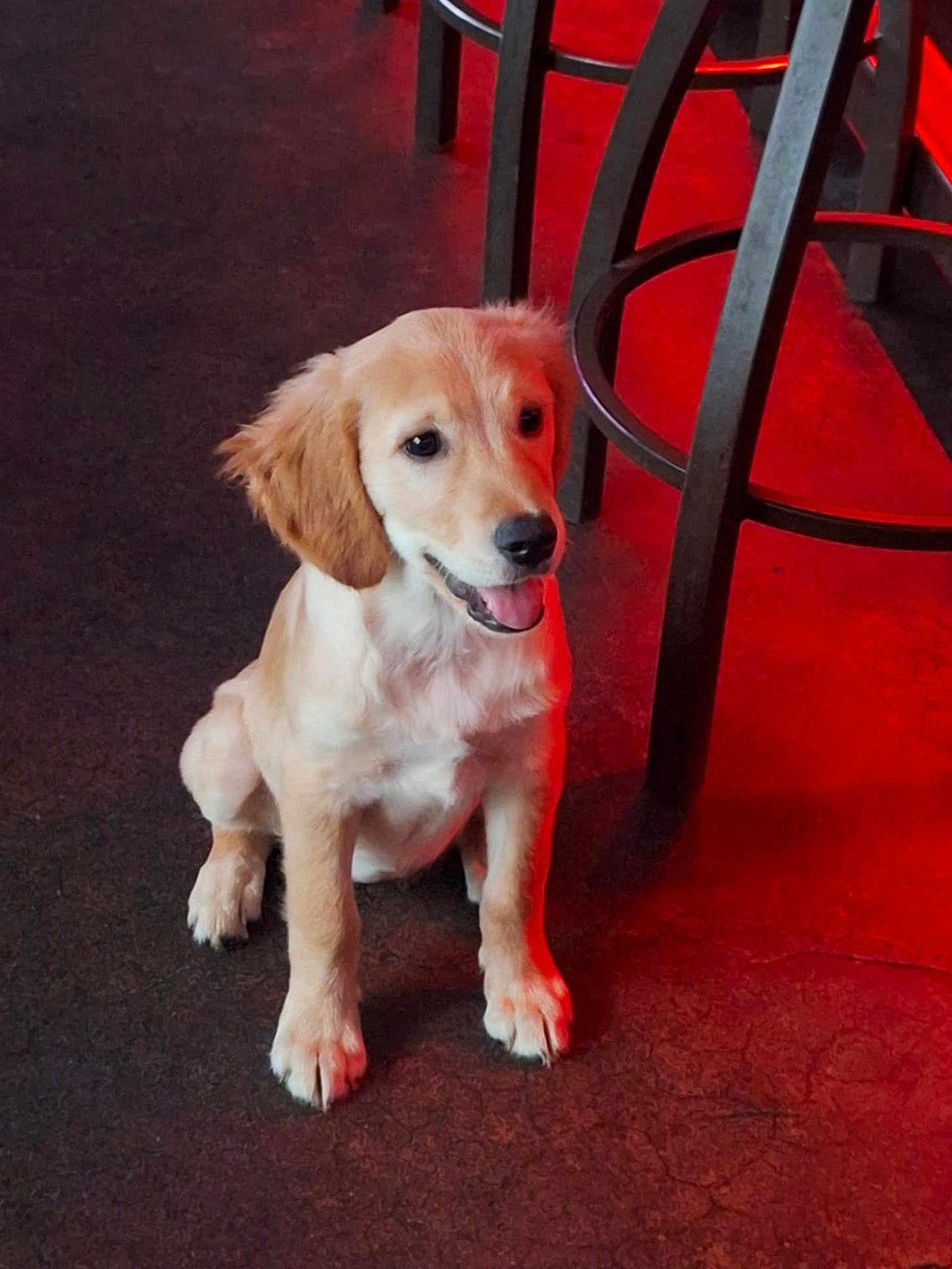 Charli is registered to the contest to win money with this photo: puppy, dog, golden_retriever, sitting, indoor, floor, metal_chair, red_light, shadow, pet, young_dog, fur, cute, animal, canine, looking, tongue_out, happy, ears, four_legs