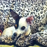Sadie is registered to the contest to win money with this photo: dog, small_dog, black_and_white, ear_up, blanket, leopard_print, cozy, pet, animal, indoor, fur, cute, relaxed, resting, snout, collar, spot_pattern, mammal, companion, domestic_pet