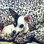 dog, small_dog, black_and_white, ear_up, blanket, leopard_print, cozy, pet, animal, indoor, fur, cute, relaxed, resting, snout, collar, spot_pattern, mammal, companion, domestic_pet