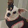 Sadie is registered to the contest to win money with this photo: dog, pet, small_dog, chihuahua, black_and_white, pink_collar, polka_dot, clothing, cute, head_tilt, curious, indoor, blanket, striped_blanket, fur, ears, sitting, companion, animal, portrait