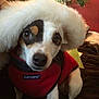 Sadie joined the competition — help win amazing prizes! dog, small_dog, pet, indoor, red_jacket, hat, fluffy_hat, curious_eyes, sitting, canine, animal, closeup, face, portrait, furry, domestic_animal, cute, black_and_white, brown, fur