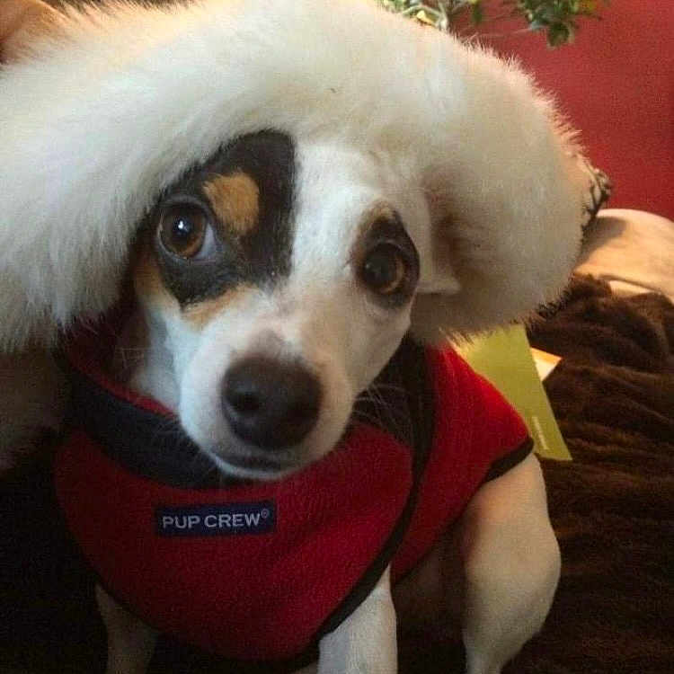 Sadie joined the competition — help win amazing prizes! animal, black_and_white, brown, canine, closeup, curious_eyes, cute, dog, domestic_animal, face, fluffy_hat, fur, furry, hat, indoor, pet, portrait, red_jacket, sitting, small_dog