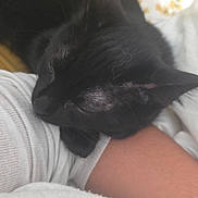 Albus a rejoint le concours — aidez-le/la à gagner de superbes lots ! black_cat, sleeping_cat, cat, pet, resting, cozy, arm, human_arm, bed, bedding, blanket, white_clothing, close_up, indoor, animal, fur, whiskers, relaxation, nap, comfort