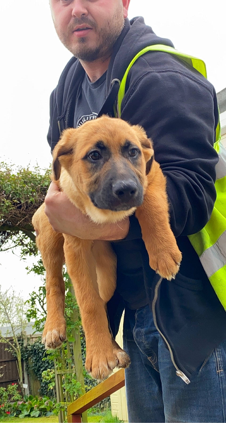 Nala joined the competition — help win amazing prizes! ancient_dog_breeds, canidae, carnivore, collar, companion_dog, dog, dog_breed, fawn, guard_dog, molosser, non_sporting_group, plant, sky, snout, sporting_group, tree, working_animal, working_dog