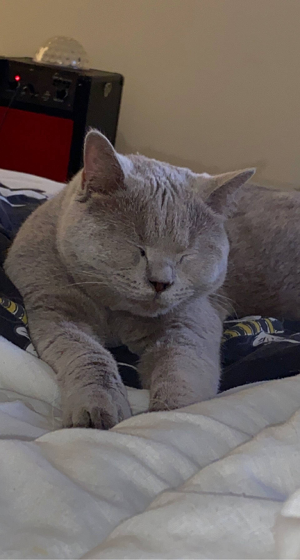 David joined the competition — help win amazing prizes! bed, carnivore, cat, cat_supply, claw, comfort, computer_keyboard, domestic_short_haired_cat, fawn, felidae, fur, grey, nap, paw, small_to_medium_sized_cats, snout, tail, terrestrial_animal, whiskers, window