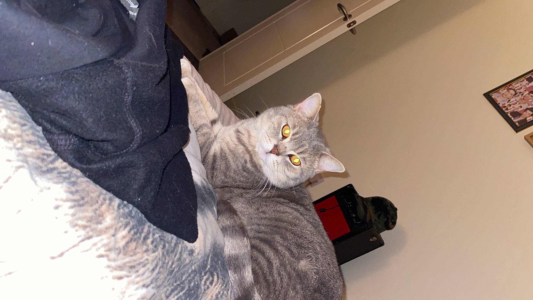 John is registered to the contest to win money with this photo: bed, black_cat, carnivore, cat, chartreux, claw, comfort, domestic_short_haired_cat, felidae, fur, grey, house, paw, sitting, small_to_medium_sized_cats, snout, tail, whiskers, window