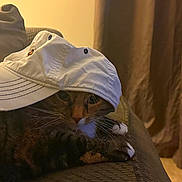 Miss Kitty joined the competition — help win amazing prizes! animal, brown, cap, cat, couch, cozy, curtains, domestic, feline, fur, hat, home, indoor, paws, pet, relaxed, sleepy, tabby, whiskers, white