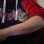 Miss Kitty joined the competition — help win amazing prizes! animal, arm, casual_clothing, cat, close_up, comfortable, cozy, cuddling, cute, feline, hoodie, human, indoor, person, pet, portrait, resting, sweatshirt, tabby_cat, text_on_clothing