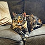 animal, cat, closeup, couch, cozy, cute, domestic_cat, fur, furniture, home, indoor, mammal, pet, pillow, portrait, relaxed, resting, soft_lighting, tabby_cat, whiskers