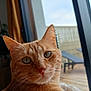 animal, cat, close_up, curious, daylight, domestic_cat, ears, face, fur, furniture, ginger_cat, green_eyes, home, indoor, pet, plant, portrait, relaxation, whiskers, window