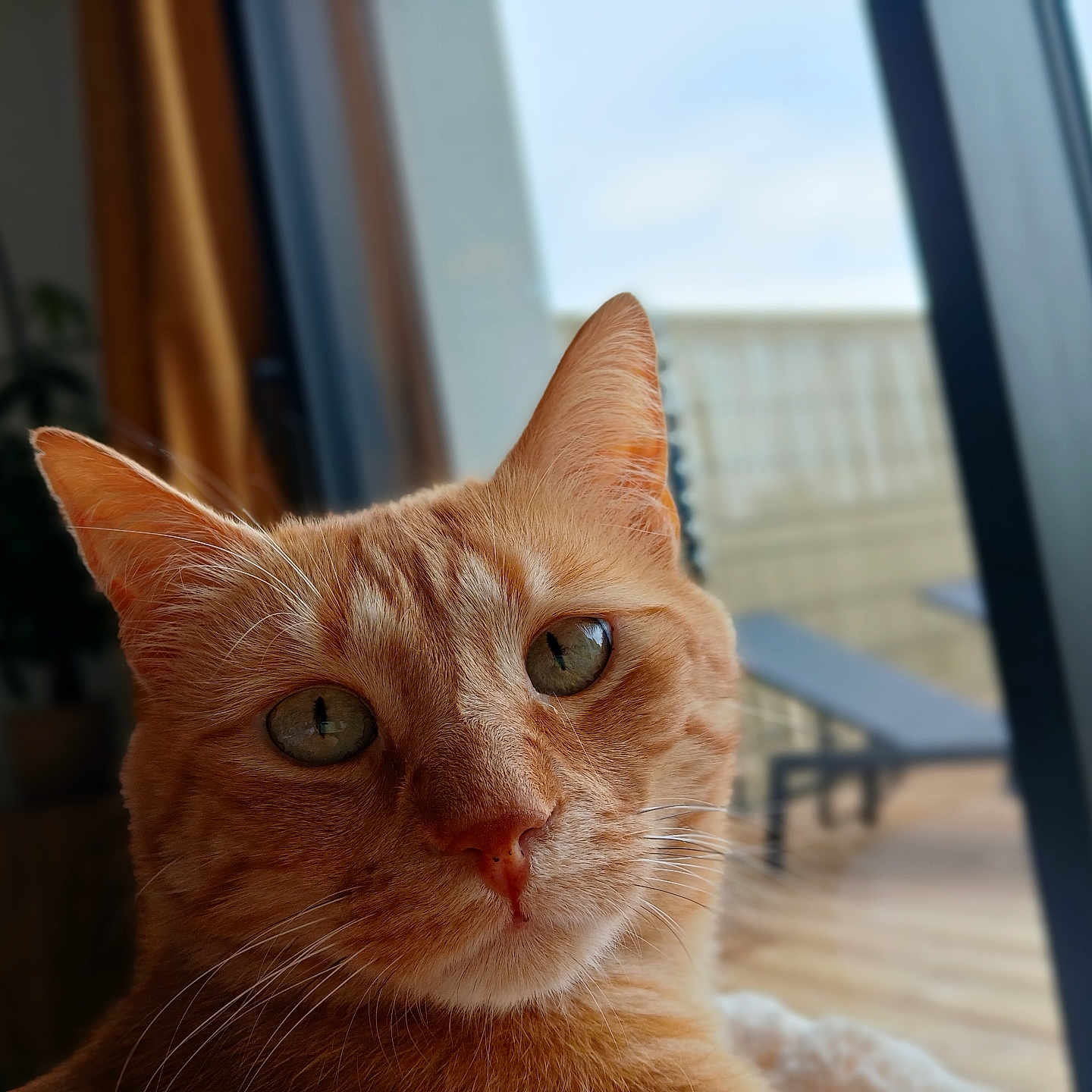 Moute a rejoint le concours — aidez-le/la à gagner de superbes lots ! animal, cat, close_up, curious, daylight, domestic_cat, ears, face, fur, furniture, ginger_cat, green_eyes, home, indoor, pet, plant, portrait, relaxation, whiskers, window