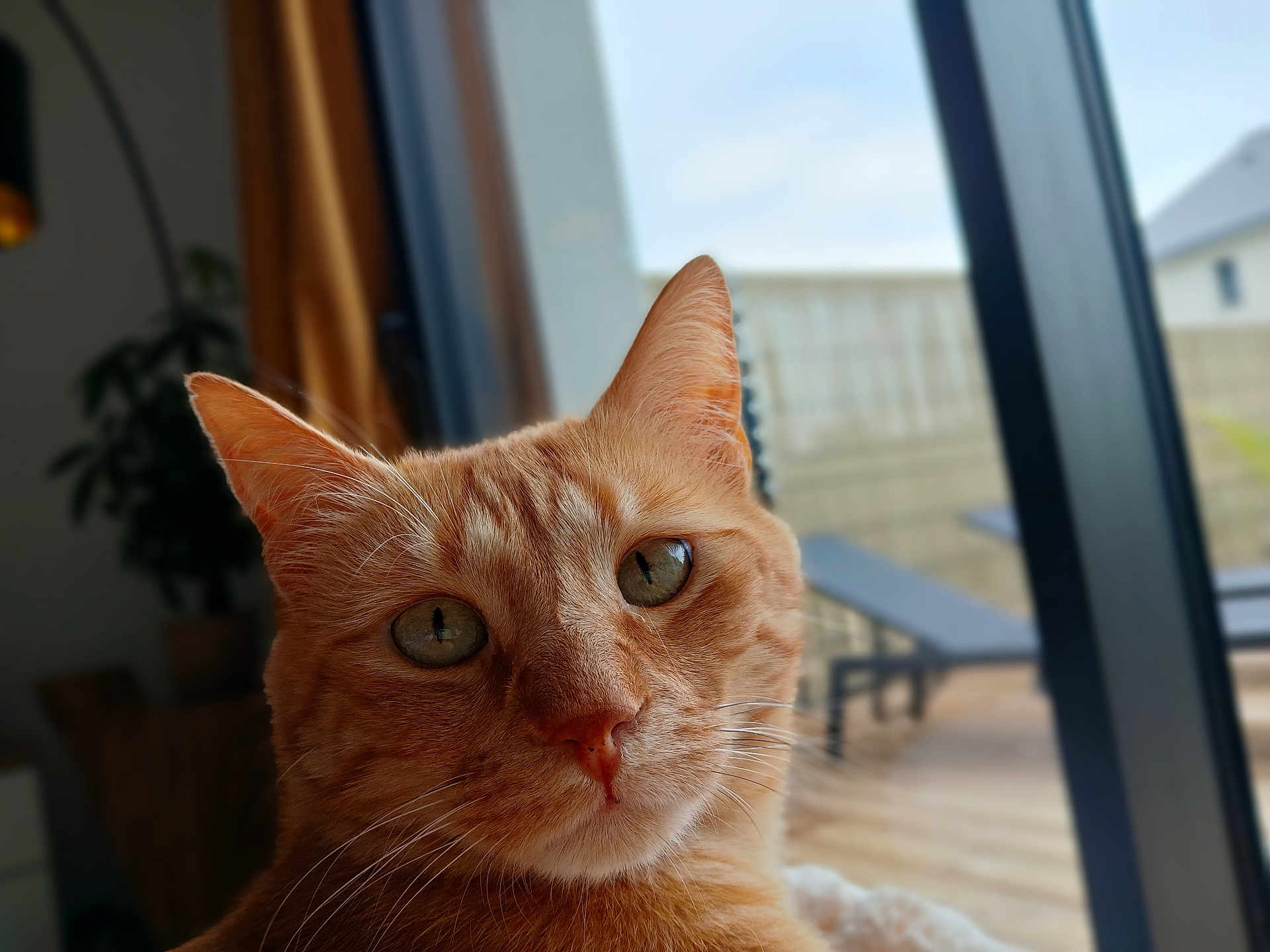 Moute a rejoint le concours — aidez-le/la à gagner de superbes lots ! animal, cat, close_up, curious, daylight, domestic_cat, ears, face, fur, furniture, ginger_cat, green_eyes, home, indoor, pet, plant, portrait, relaxation, whiskers, window