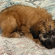 Biscuit is registered to the contest to win money with this photo: puppy, dog, brown_fur, lying_down, toy, indoor, carpet, cute, pet, animal, fluffy, resting, looking, young_dog, companion, domestic_animal, small_dog, fur_texture, adorable, curious