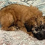 puppy, dog, brown_fur, lying_down, toy, indoor, carpet, cute, pet, animal, fluffy, resting, looking, young_dog, companion, domestic_animal, small_dog, fur_texture, adorable, curious