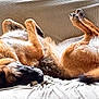 Taffy joined the competition — help win amazing prizes! dog, german_shepherd, lying_down, upside_down, fur, pet, canine, relaxing, couch, furniture, indoor, comfortable, sleeping, resting, paws, tail, head, ears, snout, texture