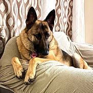 Taffy joined the competition — help win amazing prizes! dog, german_shepherd, pet, canine, indoor, couch, furniture, curtains, relaxed, animal, companion, mammal, fur, ears, collar, tag, resting, home, cozy, portrait