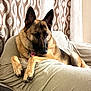 dog, german_shepherd, pet, canine, indoor, couch, furniture, curtains, relaxed, animal, companion, mammal, fur, ears, collar, tag, resting, home, cozy, portrait