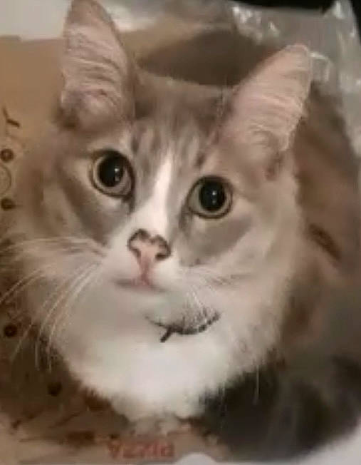 Grizou participe au concours pour gagner de l'argent avec cette photo : carnivore, cat, domestic_short_haired_cat, ear, felidae, fur, paw, photo_caption, rectangle, small_to_medium_sized_cats, snout, terrestrial_animal, whiskers, window, working_animal