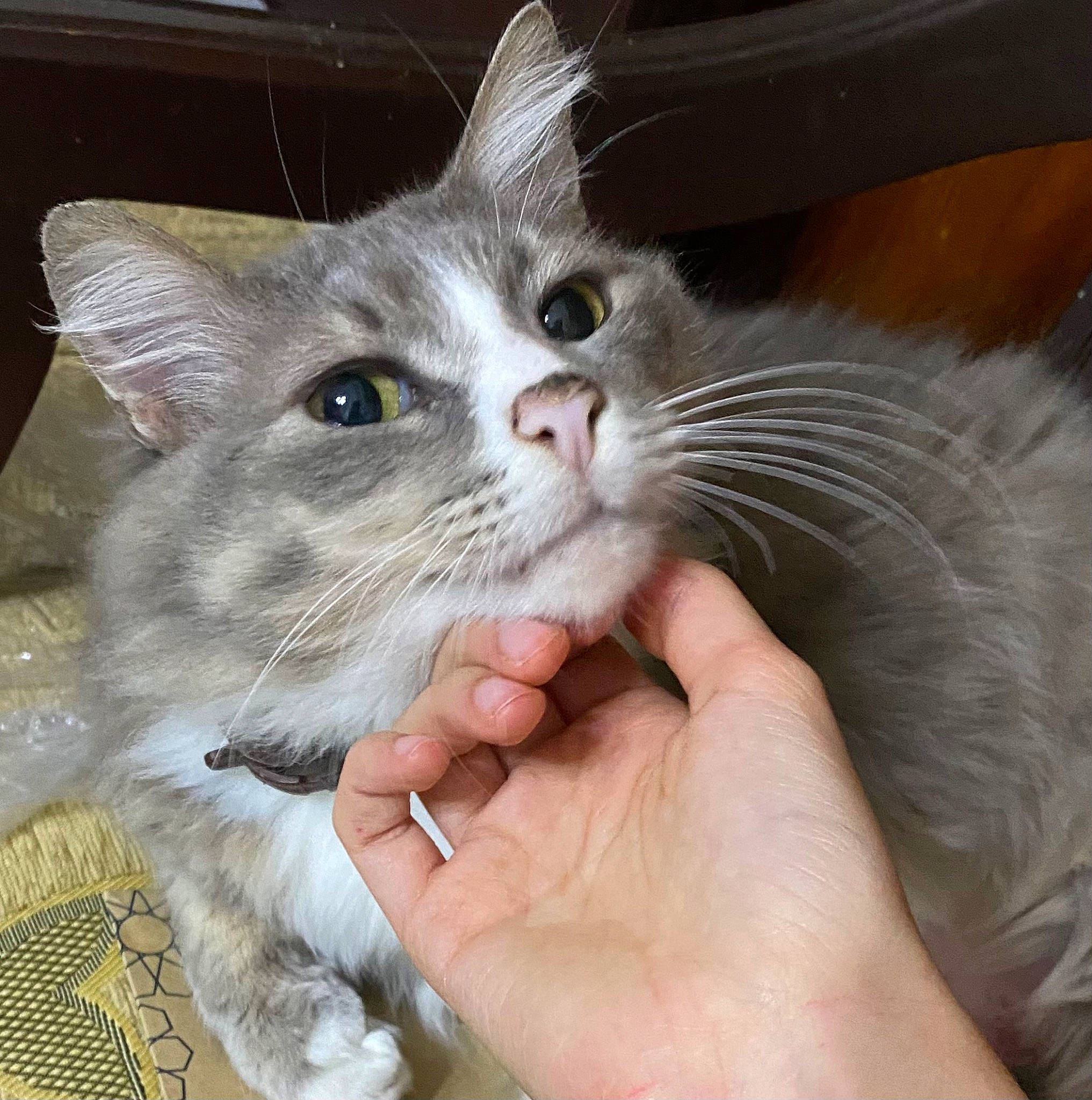 Grizou a rejoint le concours — aidez-le/la à gagner de superbes lots ! carnivore, cat, claw, domestic_short_haired_cat, ear, felidae, fur, gesture, nail, paw, small_to_medium_sized_cats, snout, whiskers