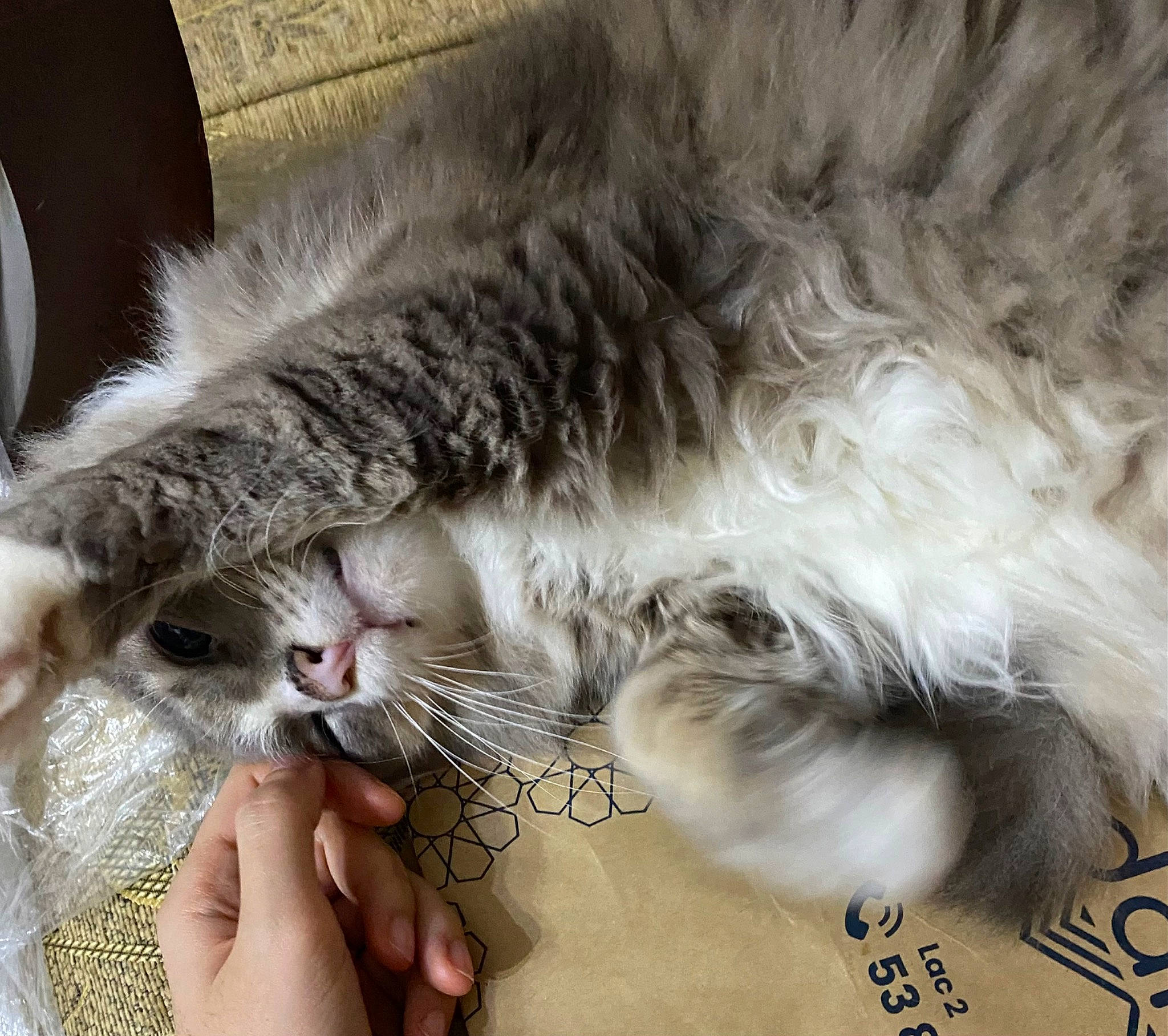 Grizou a rejoint le concours — aidez-le/la à gagner de superbes lots ! carnivore, cat, claw, comfort, domestic_short_haired_cat, felidae, fur, gesture, nap, paw, sleep, small_to_medium_sized_cats, snout, tail, whiskers