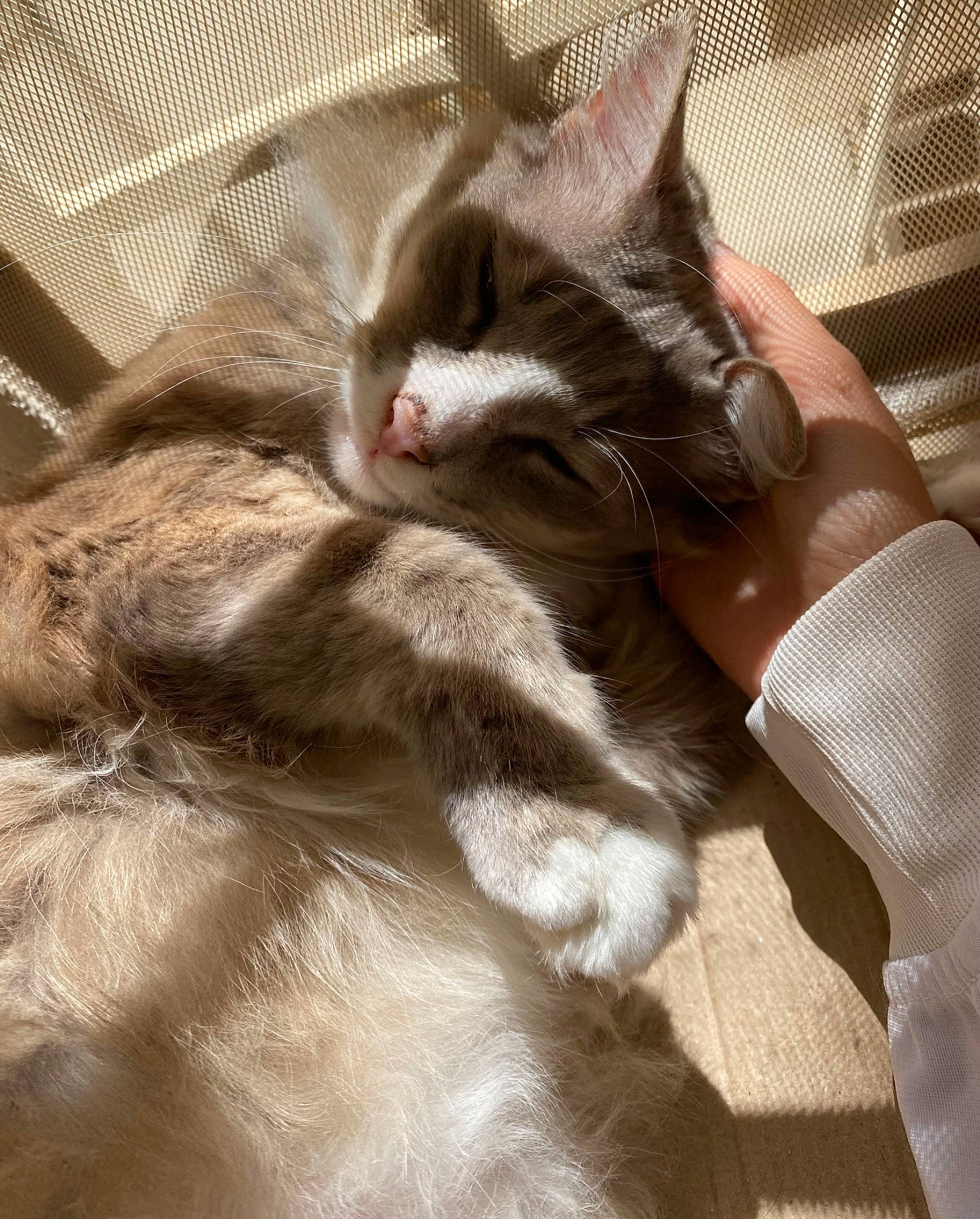 Grizou a rejoint le concours — aidez-le/la à gagner de superbes lots ! carnivore, cat, claw, comfort, domestic_short_haired_cat, fawn, felidae, fur, gesture, grey, human_leg, linens, nap, paw, sleep, small_to_medium_sized_cats, snout, tail, whiskers