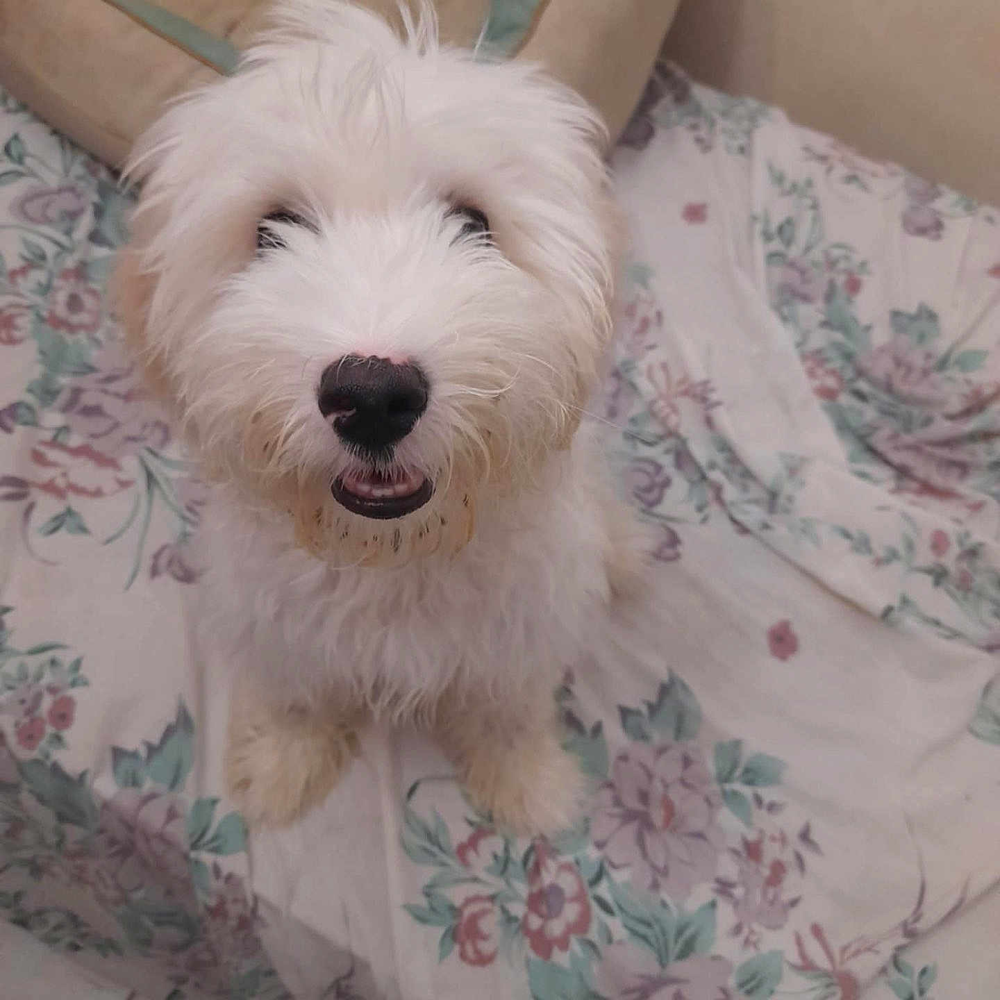 Piko participe au concours pour gagner de l'argent avec cette photo : animal, blanket, canine, cushion, dog, dogbed, furniture, homedecor, pet, puppy, terrier, whitedog