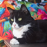 Kity is registered to the contest to win money with this photo: animal, black_and_white, cat, close_up, colorful_background, feline, flowers, green_eyes, indoor, lying_down, parrots, pet, pink_nose, pointed_ears, portrait, sitting, table, tropical, tuxedo_cat, whiskers