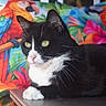 animal, black_and_white, cat, close_up, colorful_background, feline, flowers, green_eyes, indoor, lying_down, parrots, pet, pink_nose, pointed_ears, portrait, sitting, table, tropical, tuxedo_cat, whiskers