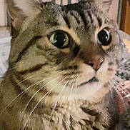 Rana participe au concours pour gagner de l'argent avec cette photo : cat, tabby, pet, close_up, portrait, whiskers, big_eyes, fur, ears, nose, indoor, striped, furniture, blanket, cozy, curiosity, mammal, domestic_animal, face, night_light