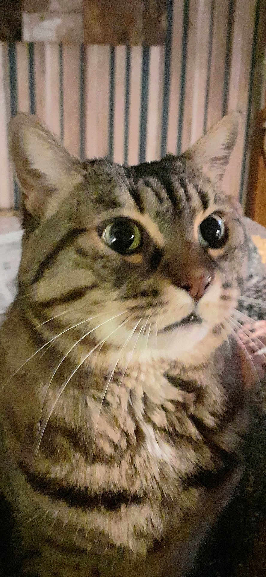 Rana participe au concours pour gagner de l'argent avec cette photo : cat, tabby, pet, close_up, portrait, whiskers, big_eyes, fur, ears, nose, indoor, striped, furniture, blanket, cozy, curiosity, mammal, domestic_animal, face, night_light