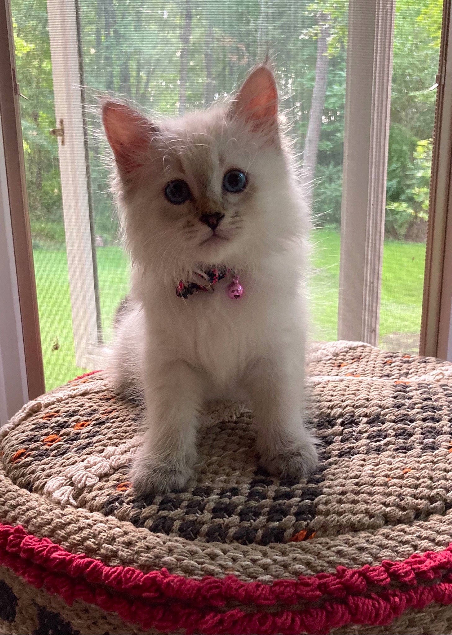 Ivory is registered to the contest to win money with this photo: carnivore, cat, cat_supply, creative_arts, fawn, felidae, fur, pattern, paw, plant, sitting, small_to_medium_sized_cats, snout, tail, terrestrial_animal, textile, tree, whiskers, window, woven_fabric