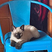 Felix is registered to the contest to win money with this photo: cat, kitten, siamese_cat, blue_chair, indoor, furniture, wooden_cabinet, pet, animal, cute, relaxing, sitting, fur, ears, paws, domestic_animal, looking, resting, cozy, household