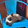cat, kitten, siamese_cat, blue_chair, indoor, furniture, wooden_cabinet, pet, animal, cute, relaxing, sitting, fur, ears, paws, domestic_animal, looking, resting, cozy, household