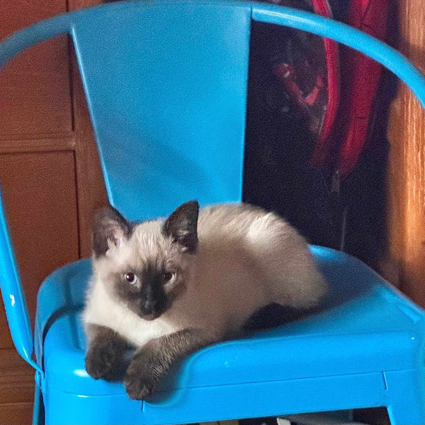 Felix is registered to the contest to win money with this photo: cat, kitten, siamese_cat, blue_chair, indoor, furniture, wooden_cabinet, pet, animal, cute, relaxing, sitting, fur, ears, paws, domestic_animal, looking, resting, cozy, household