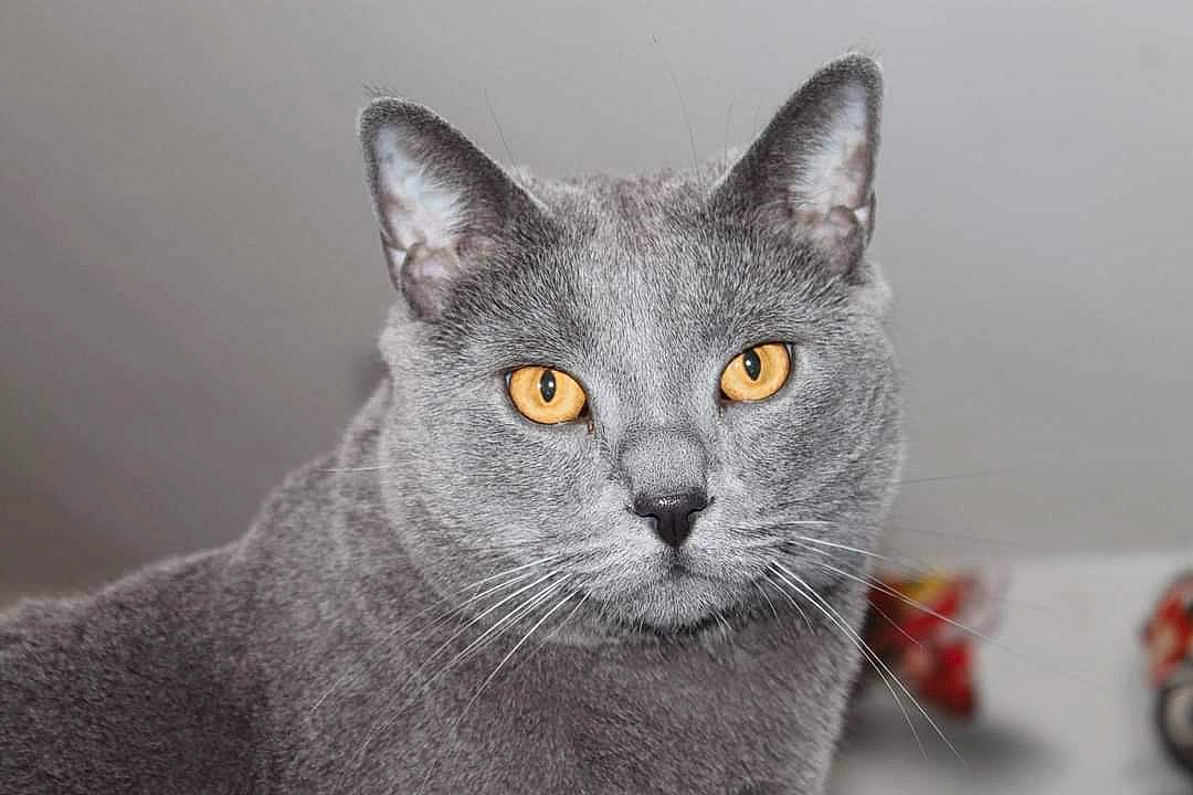 Guibsy participe au concours pour gagner de l'argent avec cette photo : carnivore, cat, domestic_short_haired_cat, felidae, fur, grey, russian_blue, small_to_medium_sized_cats, snout, tire, wheel, whiskers, window