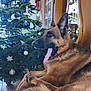 dog, german_shepherd, yawning, christmas_tree, ornaments, holiday_decor, indoor, furniture, wooden_cabinet, reflection, brown_fur, black_fur, tongue_out, relaxed, pet, canine, festive, home, floor_tiles, decorative_bow