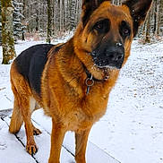 Rafale a rejoint le concours — aidez-le/la à gagner de superbes lots ! dog, german_shepherd, snow, winter, forest, tree, animal, outdoor, canine, pet, fur, nature, cold, snowfall, wood, platform, alert, mammal, collar, landscape