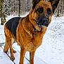 dog, german_shepherd, snow, winter, forest, tree, animal, outdoor, canine, pet, fur, nature, cold, snowfall, wood, platform, alert, mammal, collar, landscape