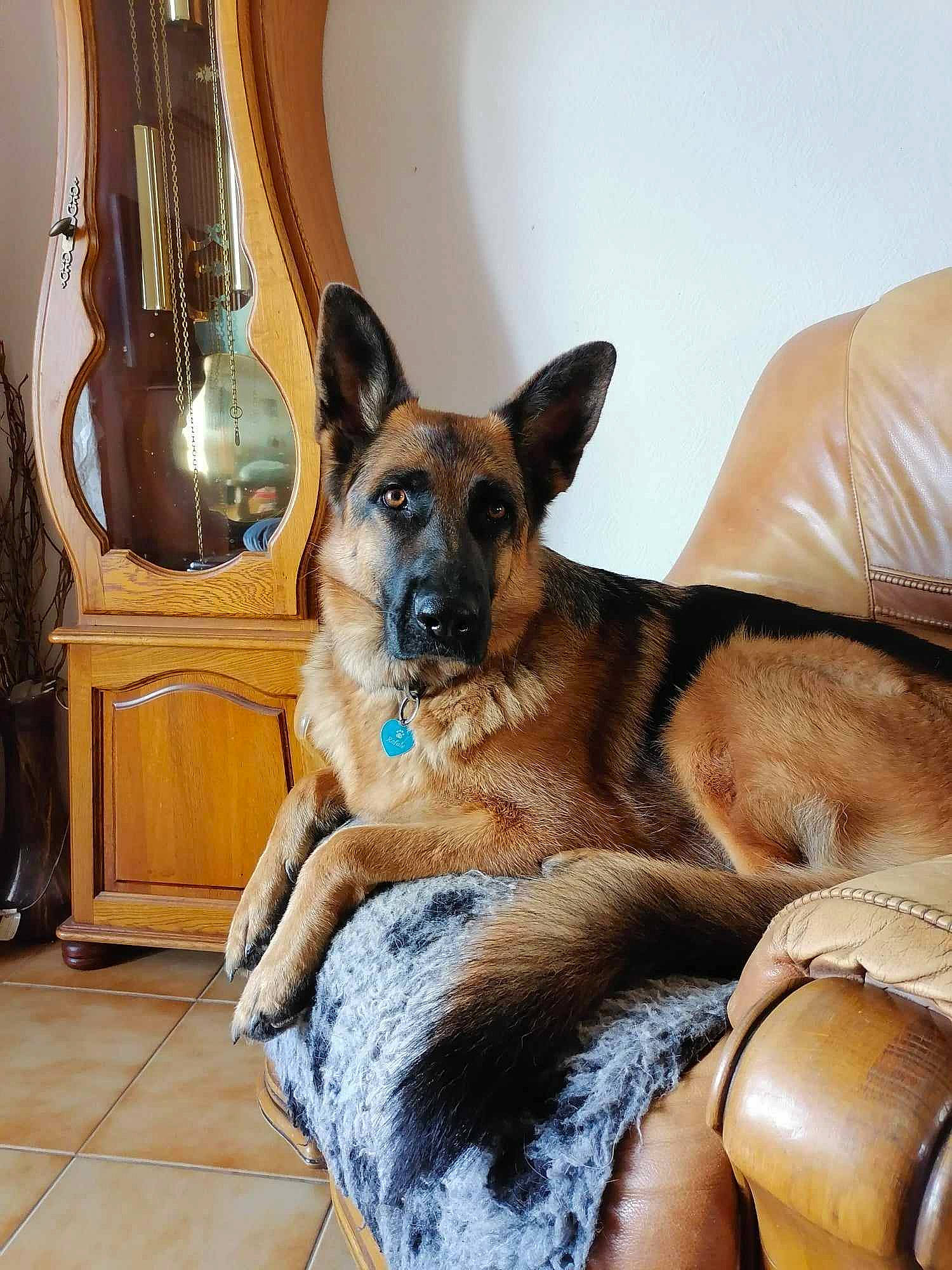 Rafale a rejoint le concours — aidez-le/la à gagner de superbes lots ! canidae, carnivore, collar, comfort, companion_dog, dog, dog_breed, dog_supply, ear, fawn, flooring, fur, hardwood, paw, snout, sporting_group, whiskers, wood, working_animal, working_dog