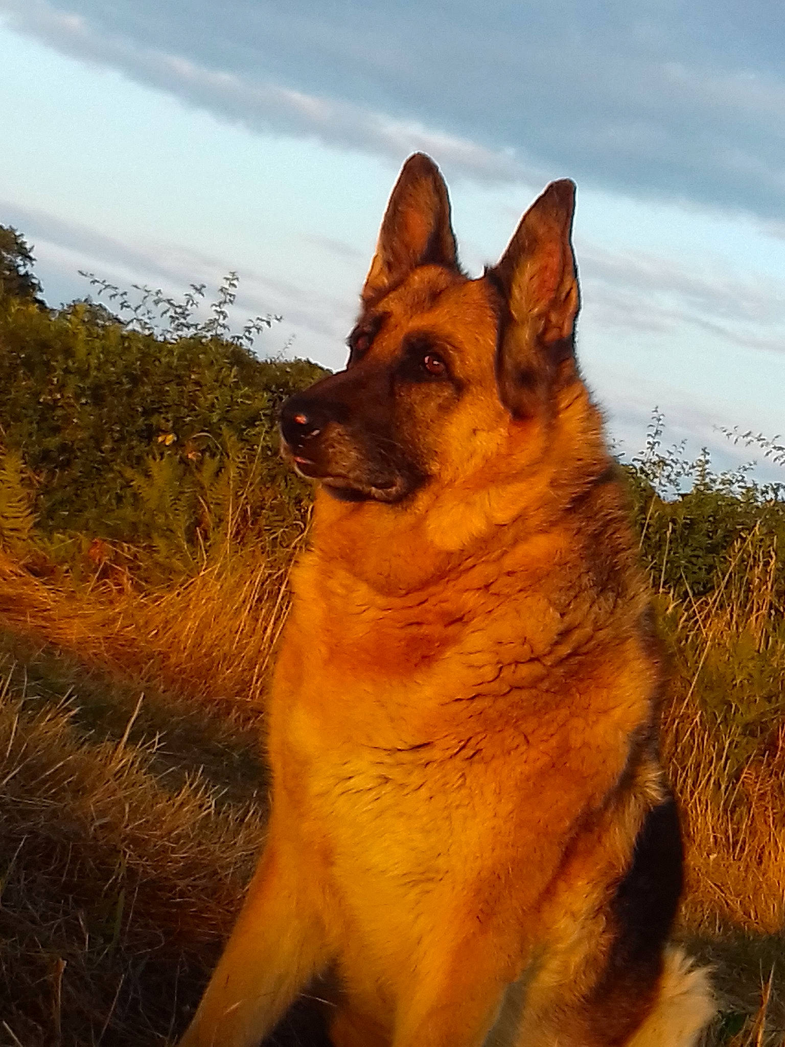 Eden a rejoint le concours — aidez-le/la à gagner de superbes lots ! belgian_shepherd_malinois, bohemian_shepherd, canidae, carnivore, dog, dog_breed, east_european_shepherd, fawn, german_shepherd_dog, king_shepherd, kunming_wolfdog, mammal, old_german_shepherd_dog, shiloh_shepherd_dog, tervuren, vertebrate