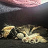 Aurora joined the competition — help win amazing prizes! animal, calico, cat, closeup, cozy, cute, feline, fur, indoor, kitten, paw_pads, pet, pink, relaxed, resting, sleeping, small, soft_light, texture, whiskers