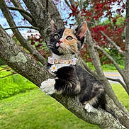 Aurora is registered to the contest to win money with this photo: kitten, calico, cat, tree, branch, collar, grass, leaves, outdoor, nature, animal, pet, curious, young, climbing, feline, colorful, closeup, daylight, cute