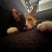 Aurora is registered to the contest to win money with this photo: animal, background, calico_cat, cat, closeup, cozy, ears, face, feline, fur, indoor, nose, paw, pet, relaxed, resting, sleepy, soft_light, texture, whiskers