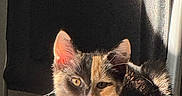 Aurora is registered to the contest to win money with this photo: adorable, animal, calico, cat, closeup, cute, ears, face, feline, fur, indoor, kitten, pet, portrait, relaxing, shadow, sitting, sunlight, warm, whiskers