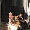 adorable, animal, calico, cat, closeup, cute, ears, face, feline, fur, indoor, kitten, pet, portrait, relaxing, shadow, sitting, sunlight, warm, whiskers