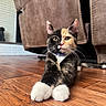 Aurora joined the competition — help win amazing prizes! animal, calico, cat, closeup, collar, cute, domestic_animal, fur, furniture, indoor, kitten, living_room, mammal, paws, pet, relaxed, stitching, texture, whiskers, wooden_floor