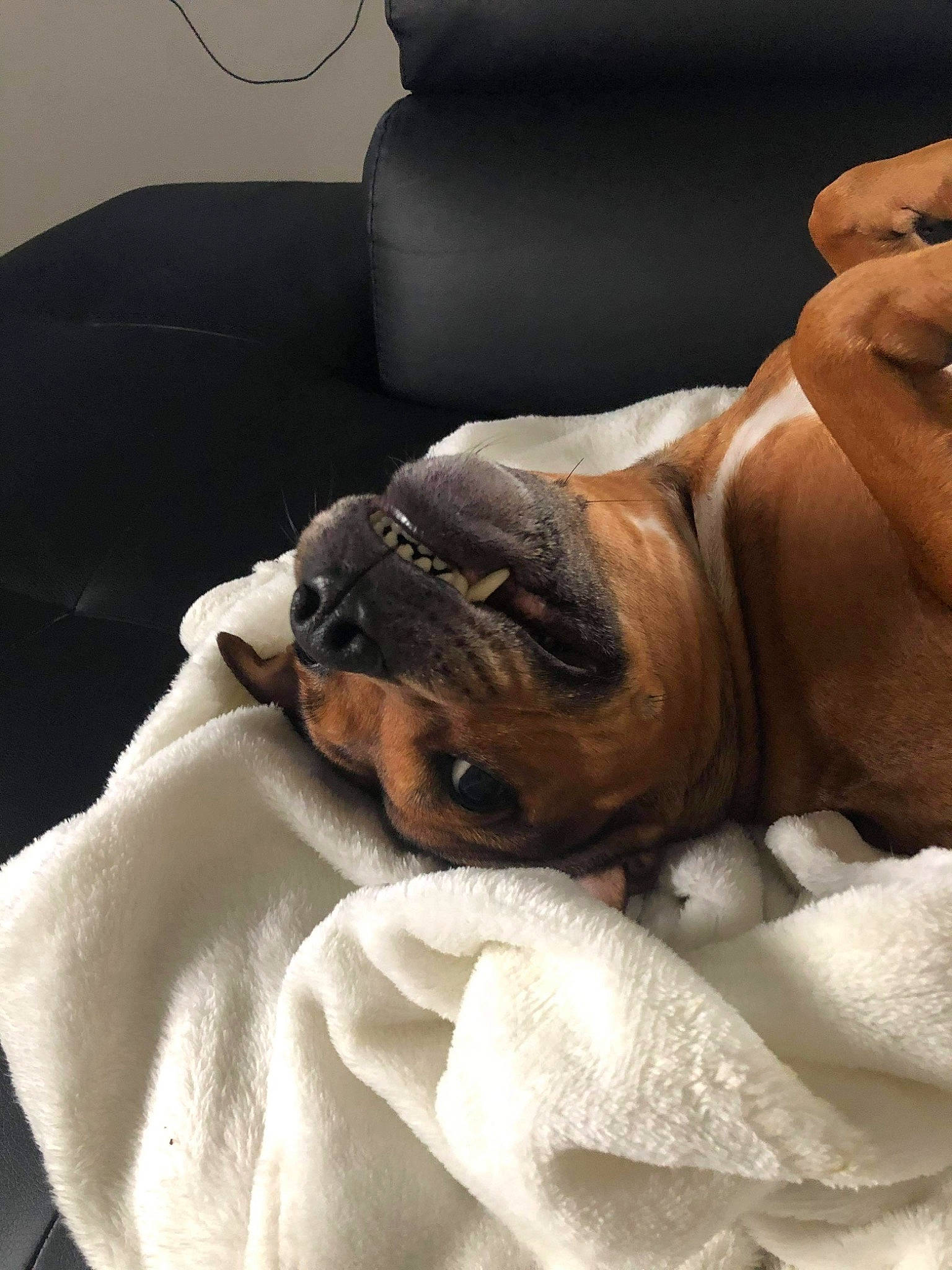 Kalya participe au concours pour gagner de l'argent avec cette photo : bedding, bulldog, canidae, carnivore, comfort, companion_dog, dog, dog_breed, fawn, felidae, fur, linens, nap, room, sleep, sporting_group, toy_dog, whiskers, wood, wrinkle