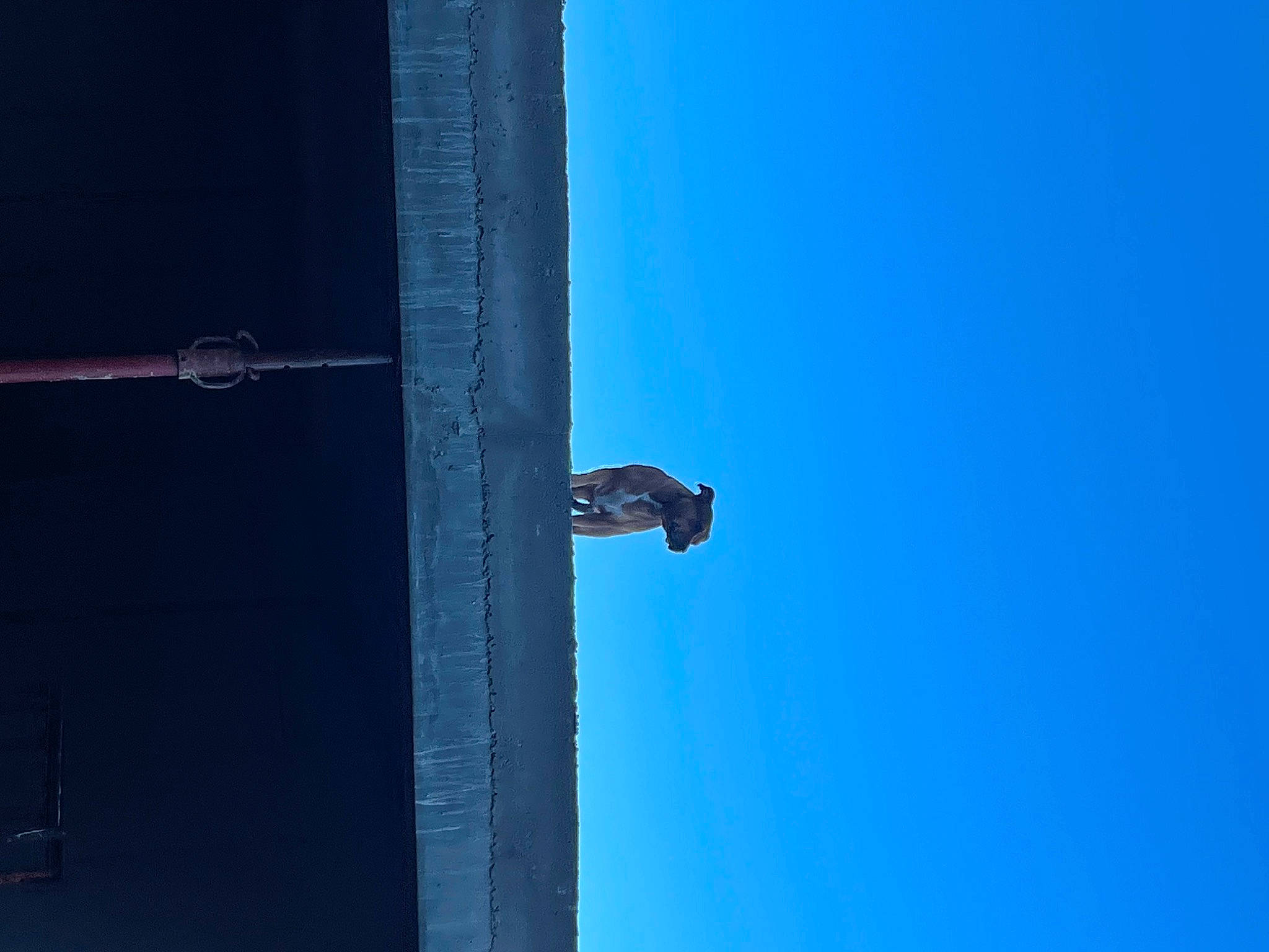 Kalya participe au concours pour gagner de l'argent avec cette photo : azure, bird, composite_material, door, electric_blue, sky, tree, water, wood